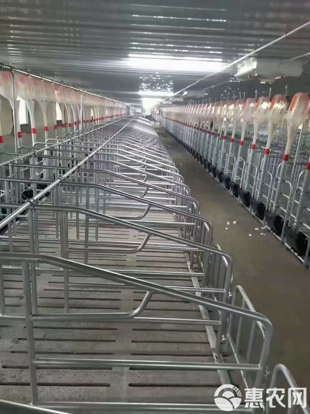 從限位欄到智能化 現代養豬設備的轉型與養豬復興之道